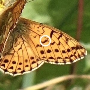 Shepherd's fritillary
